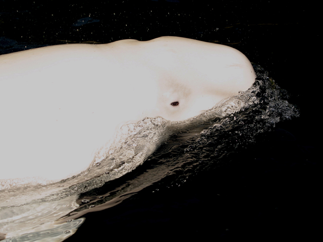 Beluga