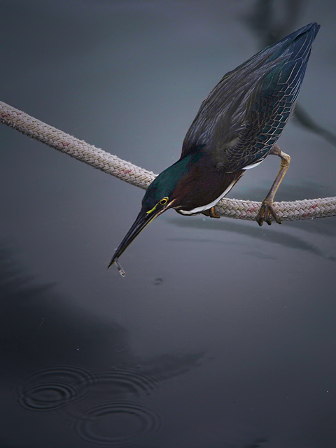 Green Heron