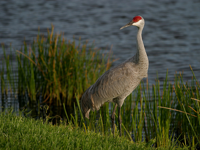 Sandhill Crane