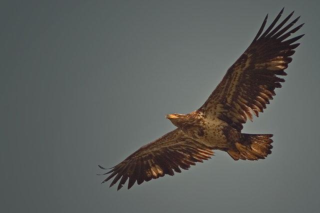 Bald Eagle (Immature)