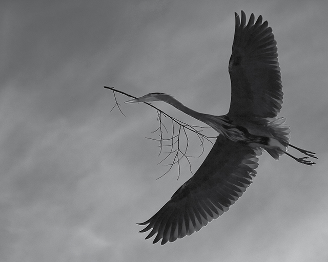 Great Blue III