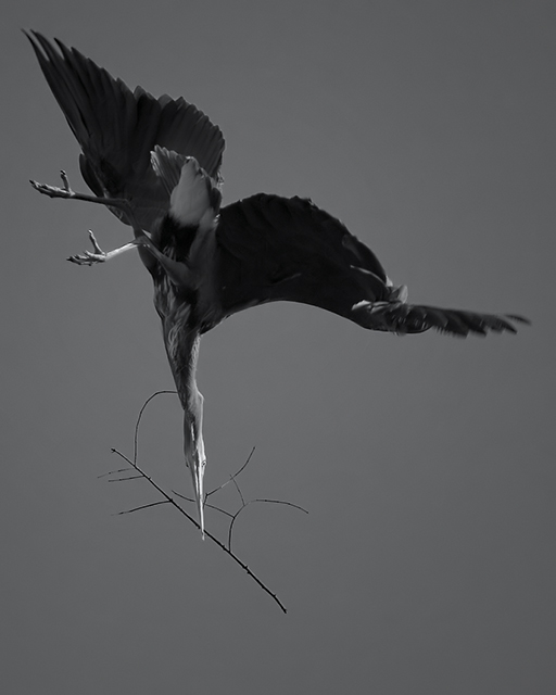 Great Blue V
