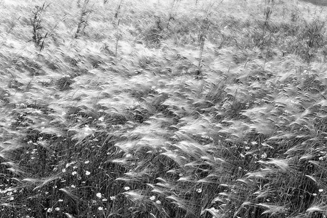 The Wind that Shakes the Barley