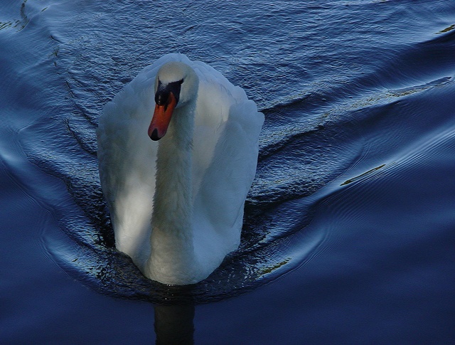 Swan Wake