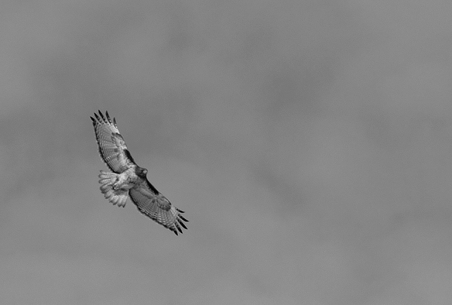 Red Tail