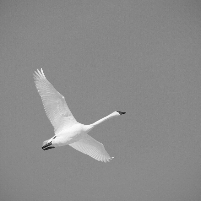 Trumpeter Swan