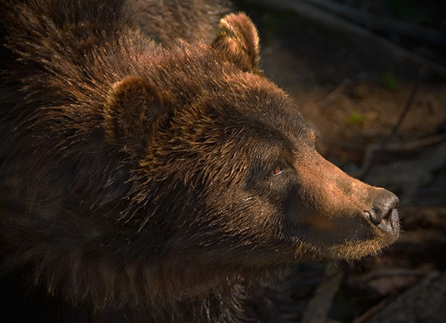 Grizzly