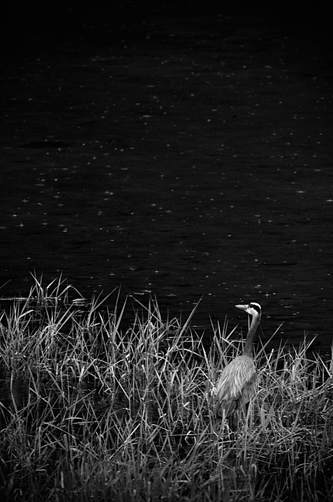 Environmental (B & W)