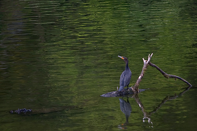 Cormorant