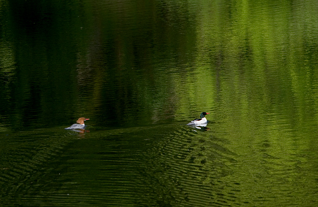 Mergansers