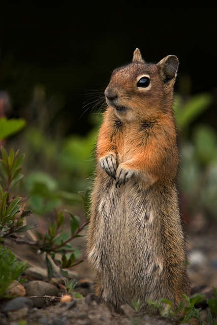 Ground Squirrel