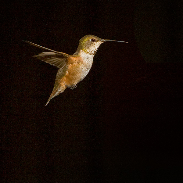 Rufous Hummingbird