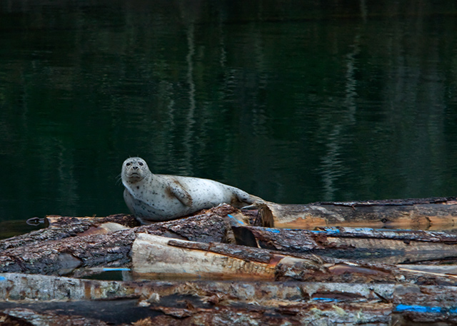 Boom and Seal