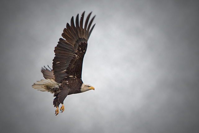 Bald Eagle in Flight