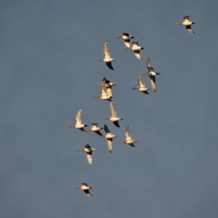 Flock