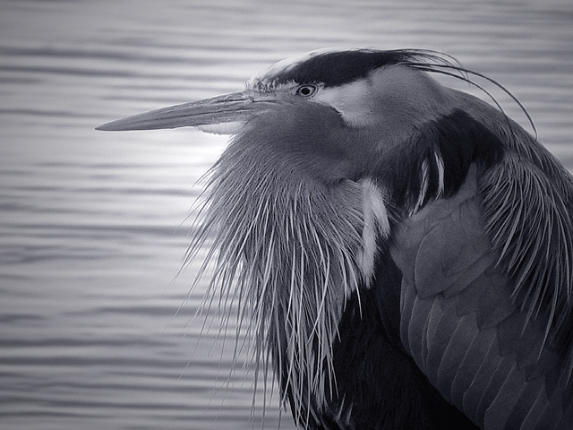 Heron: A Portrait