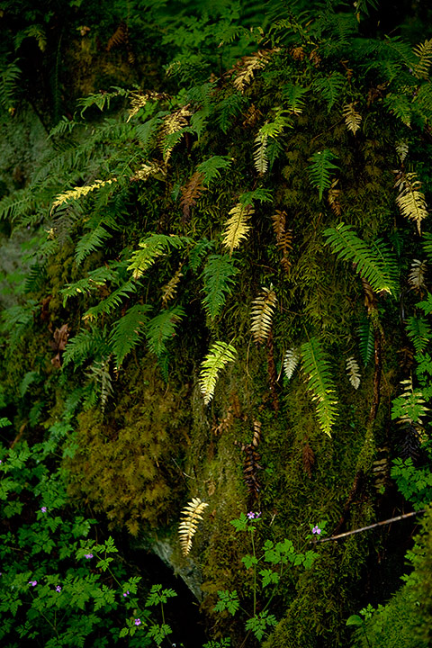 Rainforest: Ferns