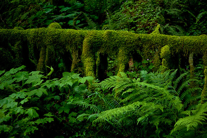 Rainforest: Veils