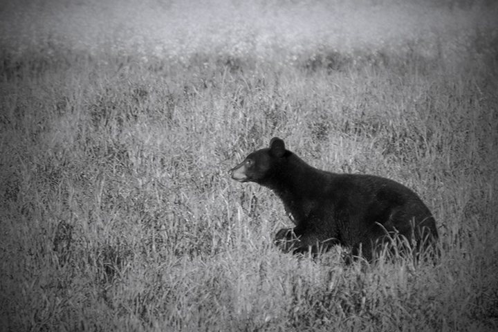 Black Bear