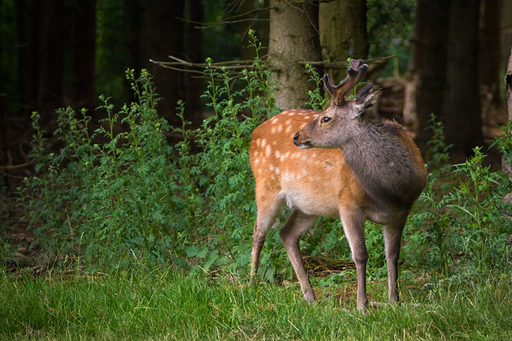 Buck in Velvet