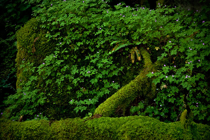 Rainforest: Vines