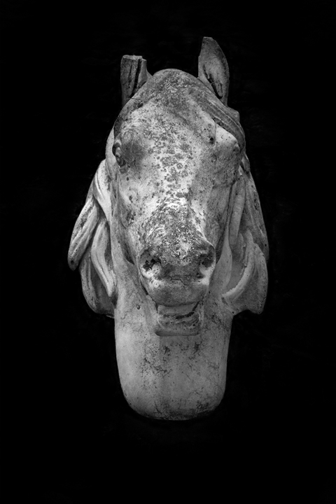 Bucephalus