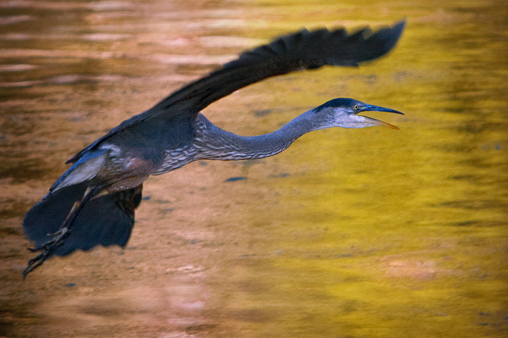 Blue Heron