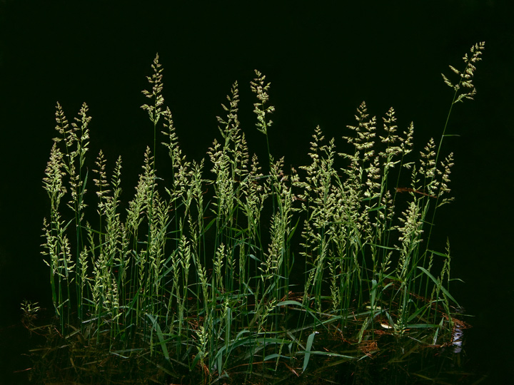 Grass