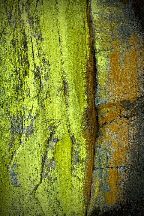 Saprophyte