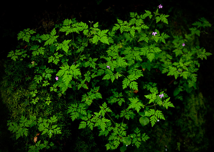 Rainforest: Wildflowers