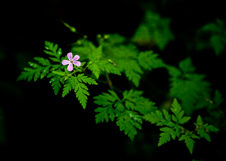 Rainforest: Blossom