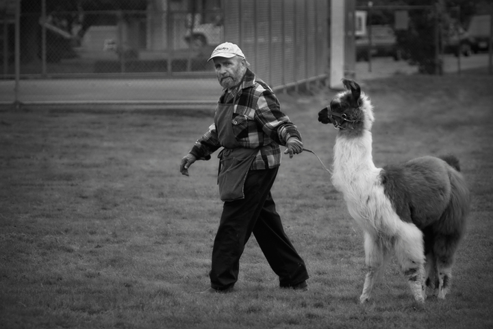 Llama Man
