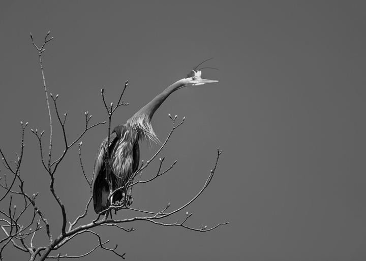 Heron 02 (B & W)