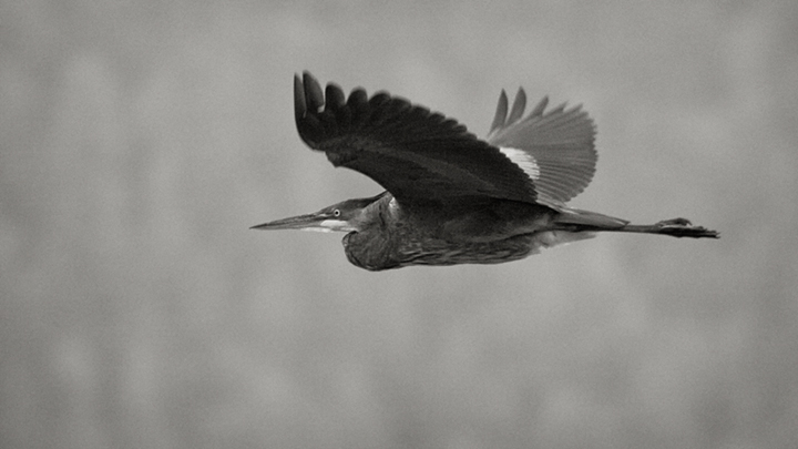 GBH