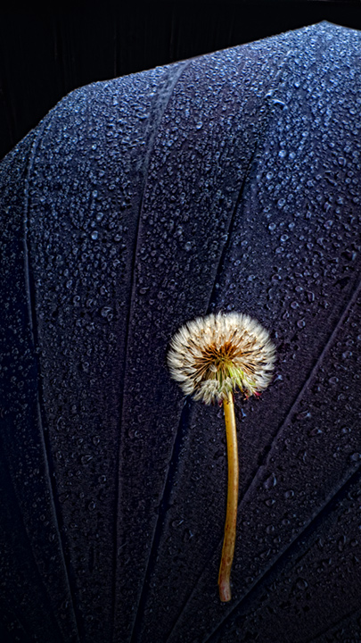 Umbrella with Dandelion