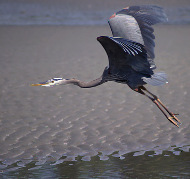 Great Blue in Flight