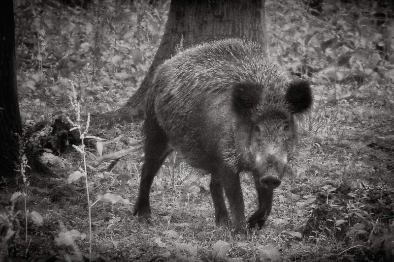 Wild Boar