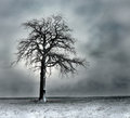 winter-tree.jpg