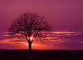 Evening-Tree.jpg