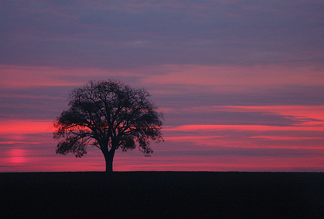 Tree Nov 1 2005