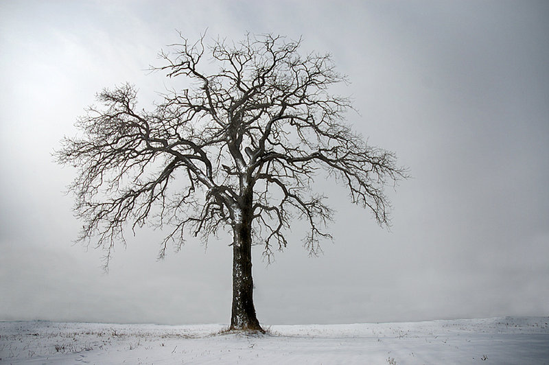 Tree3-Feb-10-2006.jpg