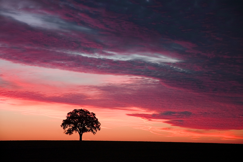 Sunrise-Tree.jpg