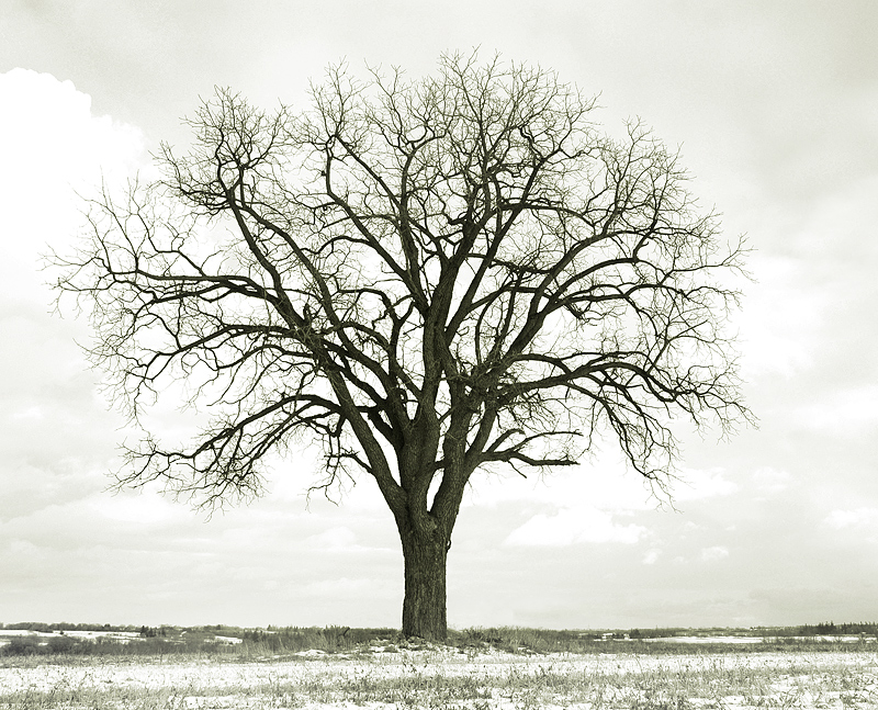 Sepia-Tree.jpg