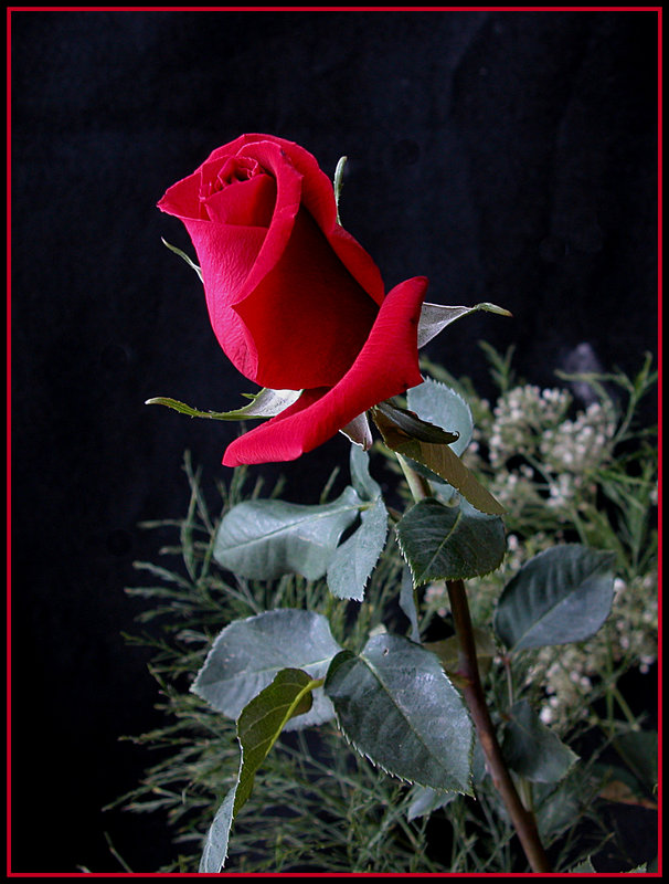 Sandy's rose