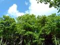 Tree Tops