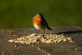 Robin