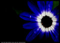 363_6338_a.jpg