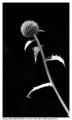 CRW_8389 dpc.jpg