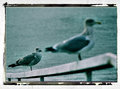 IMG_7700_a.jpg