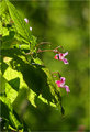 IMG_0473_edited-1.jpg